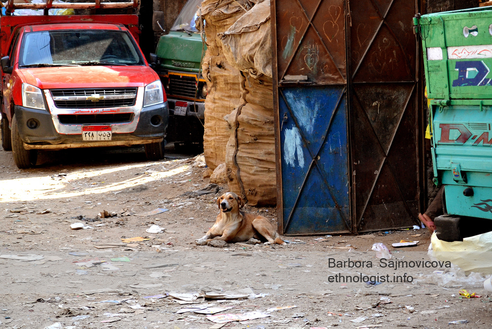 Photo: Barbora Sajmovicova The resting dog in the Garbage City. Photo: Barbora Sajmovicova, 2011, Nikon D3100.