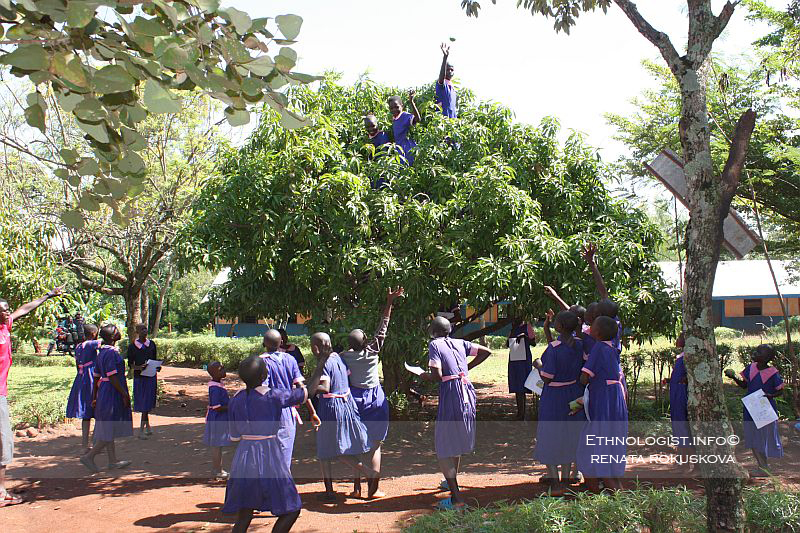 Photo: Renata Rokuskova The harvesting of mango in school garden. Photo: Renata Rokuskova