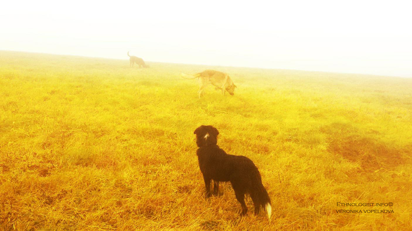 Foto: Veronika Vopelková Dle tradice, čínský rok zemského psa přinese lidem odvahu i spravedlnost. Foto: Veronika Vopelková, 2018.