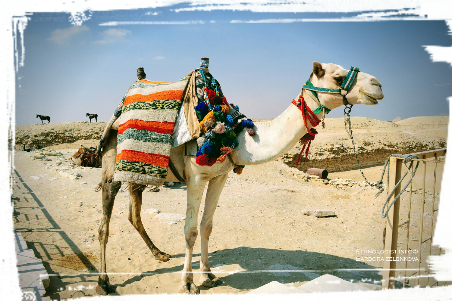 Foto: Barbora Zelenková Velbloud, znak arabských zemí a pouští. Foto: Barbora Zelenková, Nikon, Sakkára, 2011.