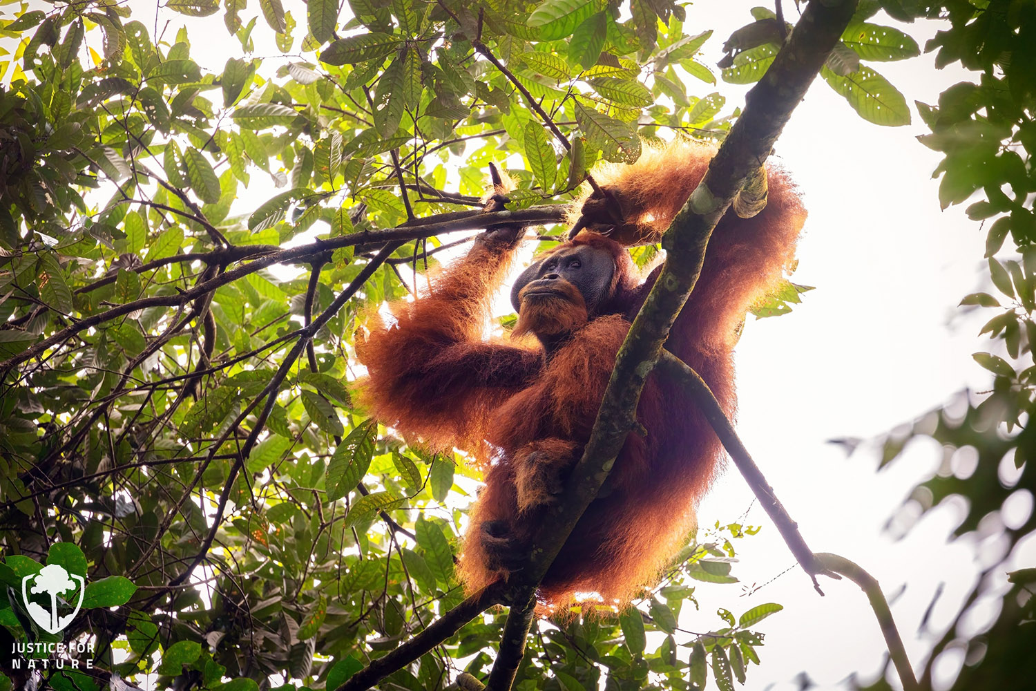 Photo: Vladimír Čech, Jr.